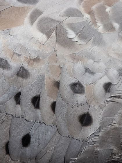 The spotted plumage of a Cape Barren Goose. This curious goose tried to eat my camera, which gave me an unexpected opportunity to get this incredibly detailed close-up of its feather patterns.
