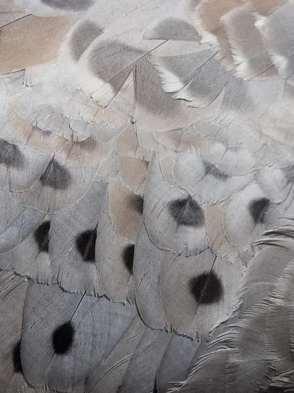 This Cape Barren Goose thought my camera was food and got extremely close. It gave me the perfect opportunity to capture this detailed macro shot of the unique spot patterns on its wing feathers.