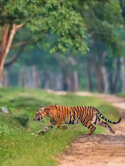 A dynamic shot of a tiger in full stride, crossing a jungle path in Nagarahole. This image is all about movement and energy, capturing the wild spirit of the tiger as it patrols its territory.