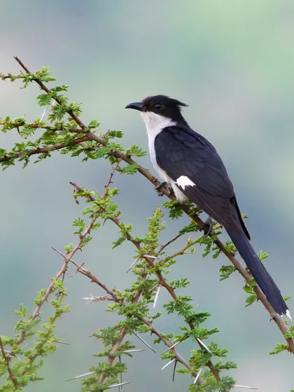 A Pied Cuckoo, known as a harbinger of the monsoon, perches on a thorny branch in Rajasthan. Our monsoon birding tours are timed to coincide with the arrival of such fascinating migratory species.