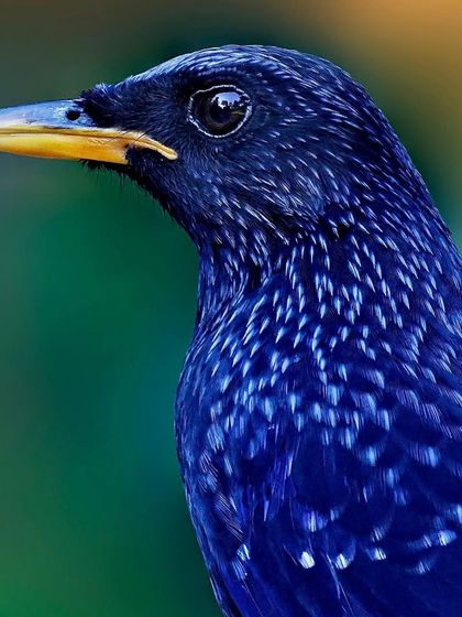 A close-up of a Blue Whistling Thrush. The image reveals the subtle, light-blue speckles on its deep indigo plumage, a detail often missed from a distance.