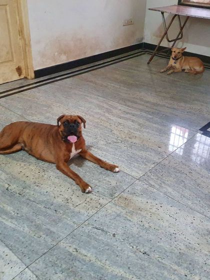 The Urban Dawg - In-Home Dog Boarding Home Comforts: No Cages, Just Cuddles photo 29