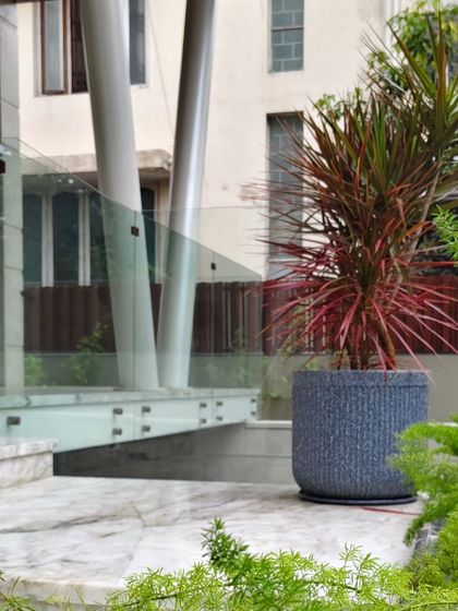 A large, textured stone planter holding a dramatic Dracaena marginata. Choosing the right planter is a key part of the design, acting as a sculptural element at this modern entrance.