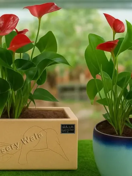 I believe the right plant and pot combination can transform any space. Here are two Anthurium plants, known for their bright red flowers and air-purifying qualities, presented in modern ceramic pots suitable for any interior.