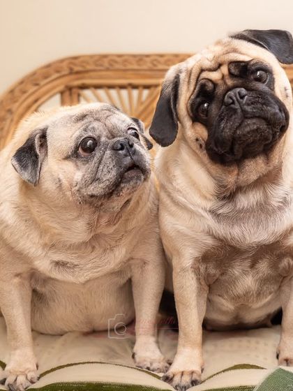 Two pugs, double the cuteness! This at-home portrait captures the unique bond and hilarious expressions of a pair of pug siblings.