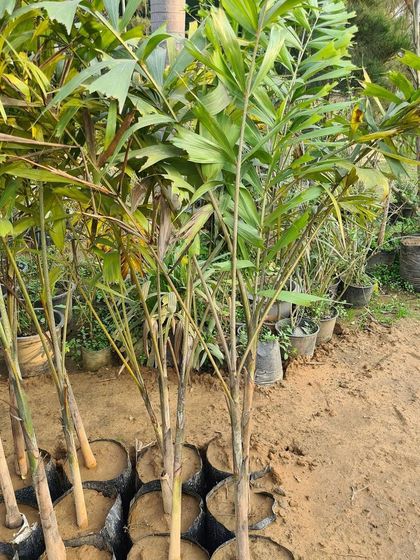 Urban Green Nursery - Wholesale Plant Nursery Large Trees & Palms photo 5