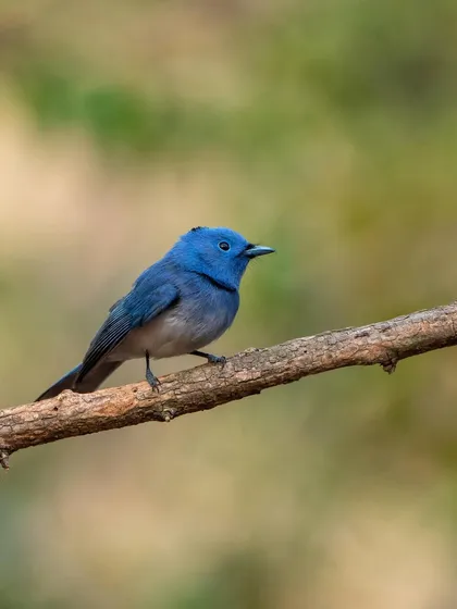 A Black-naped Monarch, or 'Blueberry', perched delicately. This vertical composition highlights the bird against a soft, green background.