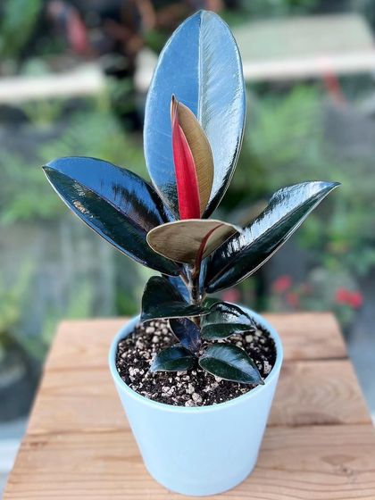 This is the 'Black Prince' Rubber Plant. Its dark, glossy leaves provide a dramatic and sophisticated look for modern interiors.