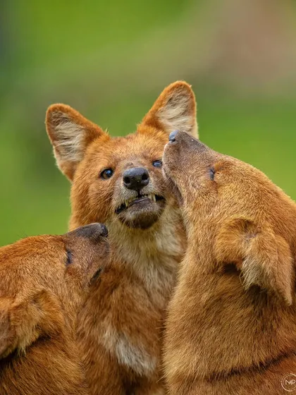 An intimate moment within a dhole pack in Kabini. Here, younger members of the pack interact with the aging alpha male, who you can see has a cataract in his eye. It's a touching story of social bonds and life cycles in the Indian wild dog community.