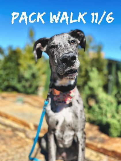 Tulsa Dog Trainer - Pack Walks Our Pack Walks in Action photo 16