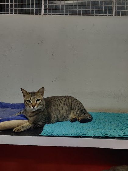 Sammy's Nest - Home Boarding for Small Pets Happy Cats: Our Boarding Guests photo 65