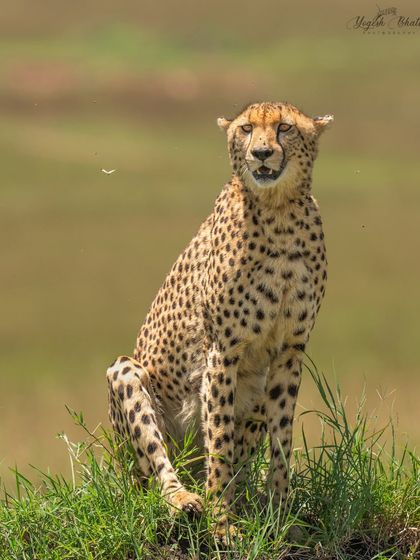 A cheetah sits alert on a mound. The three key elements are at play here: exposure, composition, and timing. The direct eye contact is the result of waiting for that perfect moment.