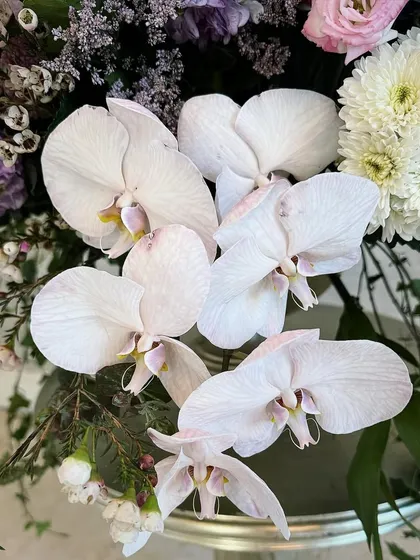 Say hello to Miss Phalaenopsis. A close-up on the exquisite, delicate beauty of the Phalaenopsis orchid, one of the most elegant and sought-after blooms in my floral couture arrangements.