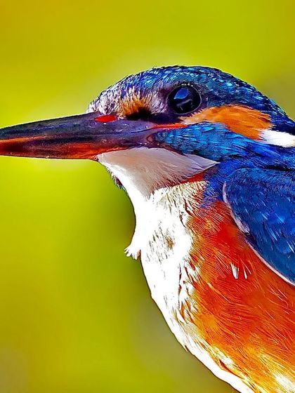 A Common Kingfisher portrait against a bright, warm background. The brilliant sapphire and turquoise of its head feathers are captured in exquisite, sharp detail.
