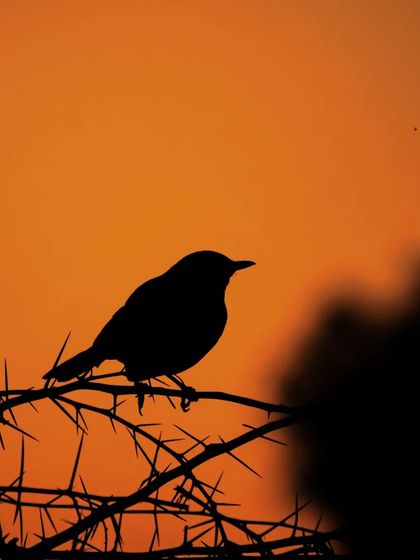 A bird on a thorny branch, its shape perfectly defined against the sunset. Silhouettes tell a story with just form and light.