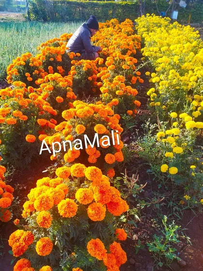 A field of bright orange and yellow marigolds. We can source and plant large quantities of seasonal flowers for festive decorations or colorful garden beds.