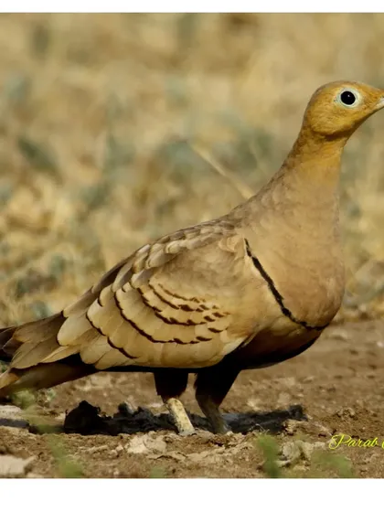 The male Chestnut-bellied Sandgrouse is plainer but still beautifully adapted to its desert environment. They have a special ability to carry water in their belly feathers to their chicks.