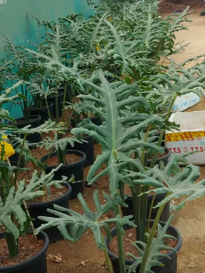 A group of Alocasia 'Stingray' plants, named for their uniquely shaped leaves that resemble the aquatic creature. A truly exotic and interesting plant for any collection.