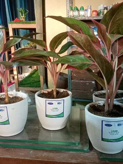Red Aglaonema plants potted in branded ceramic planters for a corporate order. Their colorful foliage adds a welcome pop of color to any office desk or reception area.