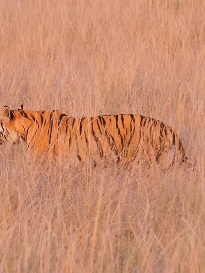 A tiger moving through a glade in the soft glow of a wintry evening. This is the perfect Kipling country setup in the heart of Central India. The calm of the dull golden grass and the varying greens of the gnarled forest, with the great striped beast on the move, reminds me of the sheer drama of the Indian wilds.
