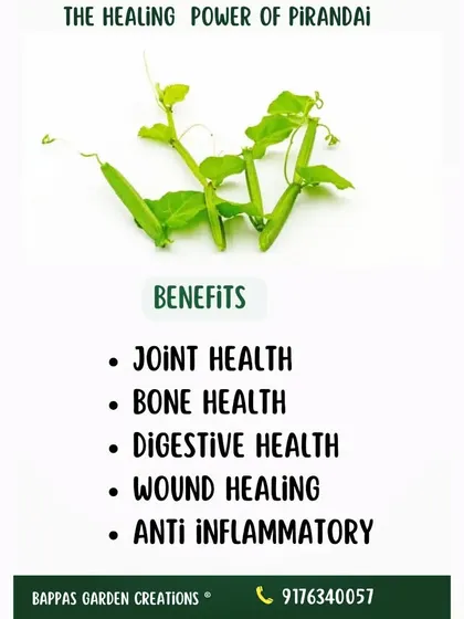 This graphic explains the healing power of Pirandai (Veldt Grape). It is a powerful herb known for promoting joint health, bone health, and aiding digestion. We can help you start growing it.