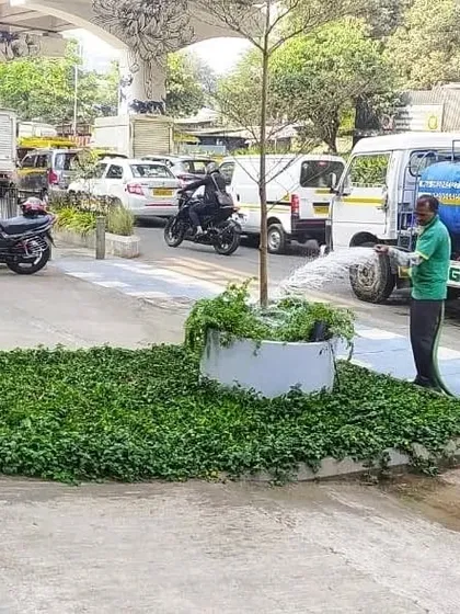 This shows another section of a public landscaping project. A gardener waters a large circular planter with a tree and surrounding ground cover, a task essential for maintaining the health of these urban green spots.