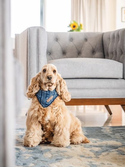 A classic portrait of Zoey the cocker spaniel sitting elegantly in her living room. This photo shows how we can create stunning, formal portraits even in a home setting.