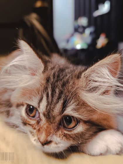 Zahid Moledina - Photography The World Up Close: Nature & Macro photo 5