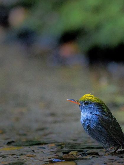 The Slaty-bellied Tesia is a tiny, brightly-colored bird with a bright yellowish crown and a dark line through the eye.