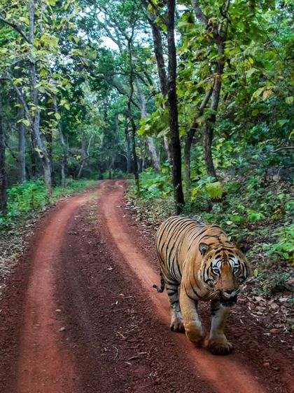Tigers of India's Jungles photo 84