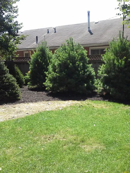 After a new fence was installed, this homeowner wanted trees for privacy. I planted these pine trees which will grow to create a nice natural screen.