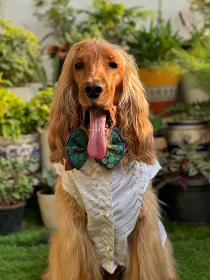 A big yawn from Posto after a long day of Navratri festivities.