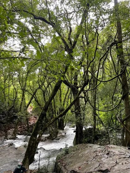 The trail takes us through lush Shola forests with a stream flowing beside it. The sound of the water and the green canopy make the hike peaceful.
