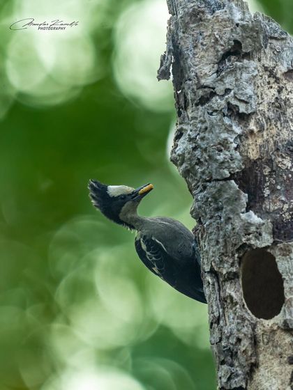 Birds in Action photo 18