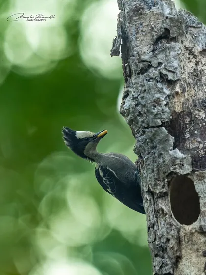 This shot captures the Heart-spotted Woodpecker peering out of its nest, a moment of vigilance and curiosity.