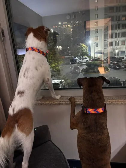 Ginger and Milo, two best friends, looking out the window at their new world in New York. They made the long journey from Delhi together and are now settling into their new home side-by-side.
