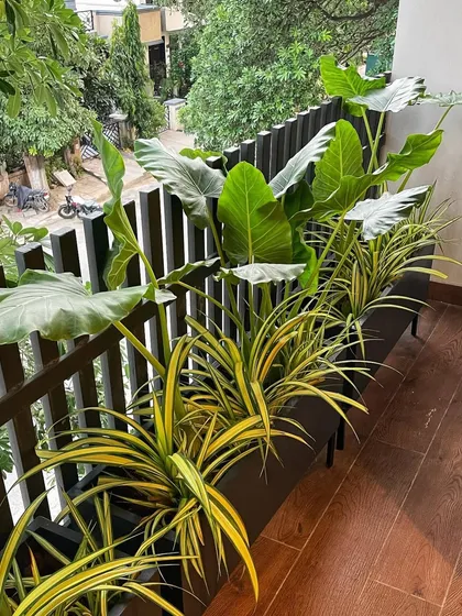 Our signature planter boxes are perfect for creating a lush, tropical vibe on any balcony. Here, we've combined broad-leaf Alocasia with variegated Spider Plants for a full, layered look that adds privacy and style.
