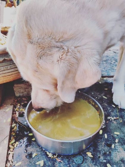 My dog Whiskey enjoying a hydrating spinach, carrot, and pumpkin soup. Soup meals are a fantastic way to make sure your pets get enough water, especially during the hot summer months.