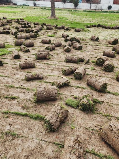 Delhi Gardner - Full-Service Landscaping Premium Lawn & Turf Solutions photo 58