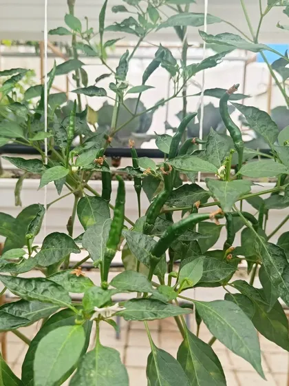 A variety of other fruiting plants like basil, brinjal, and chillies thriving in the pods.