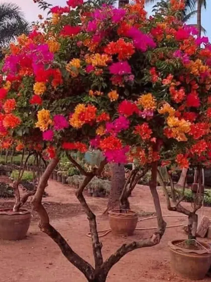 A multi-stemmed bougainvillea bursting with a warm palette of orange, pink, and red blossoms. This style of tree has a more natural, branching form and provides a dense canopy of color.