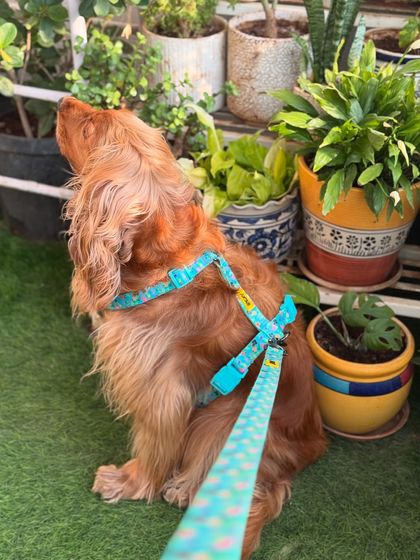 A top-down view of the harness, showing how comfortable and secure it is.