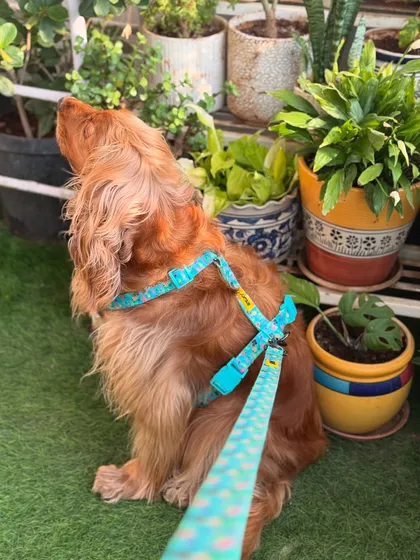A top-down view of the harness, showing how comfortable and secure it is.