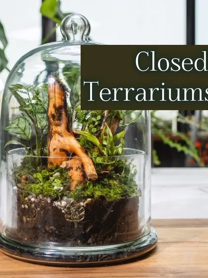 This cloche terrarium is a perfect example of a closed ecosystem. It's a beautiful piece of decor that brings a little bit of nature indoors, and I also offer landscape design services to green your outdoor spaces.