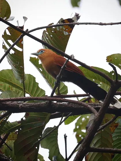 My first encounter with a Malkoha species was this Raffles' Malkoha in the rainforests of Borneo. These birds are part of the cuckoo family, and their name is of Sinhalese origin, meaning "Flower Cuckoo." There are only 16 known species in the world.
