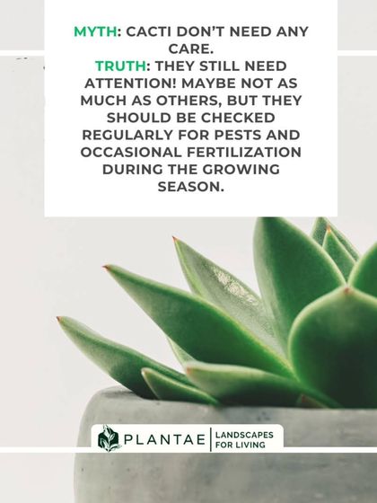Plant Care Myth-Busting photo 6