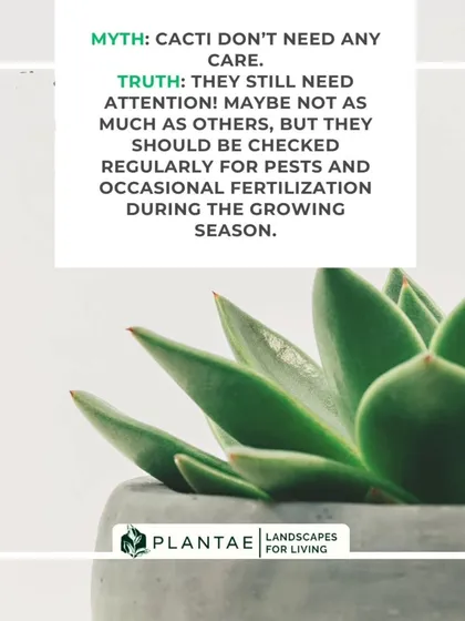 While cacti are low maintenance, they are not 'no maintenance'. This myth leads to neglect. They still need to be checked for pests and require occasional fertilization during their growing season to stay healthy.