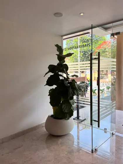 A tall Fiddle Leaf Fig stands by the entrance of a hotel, a simple yet powerful element of biophilic design. My goal is to integrate nature seamlessly into architectural spaces.