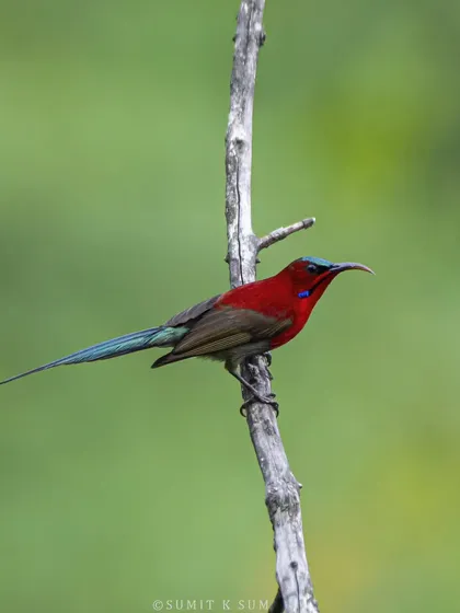 A male Crimson Sunbird on a simple perch, its long, metallic blue tail and crimson body making it look like a flying jewel.