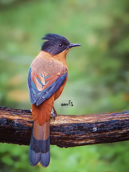 The beautiful scaling and colors on the back of a Rufous Sibia. This shot, taken in the dense forests of the Himalayas, highlights the bird's unique plumage.